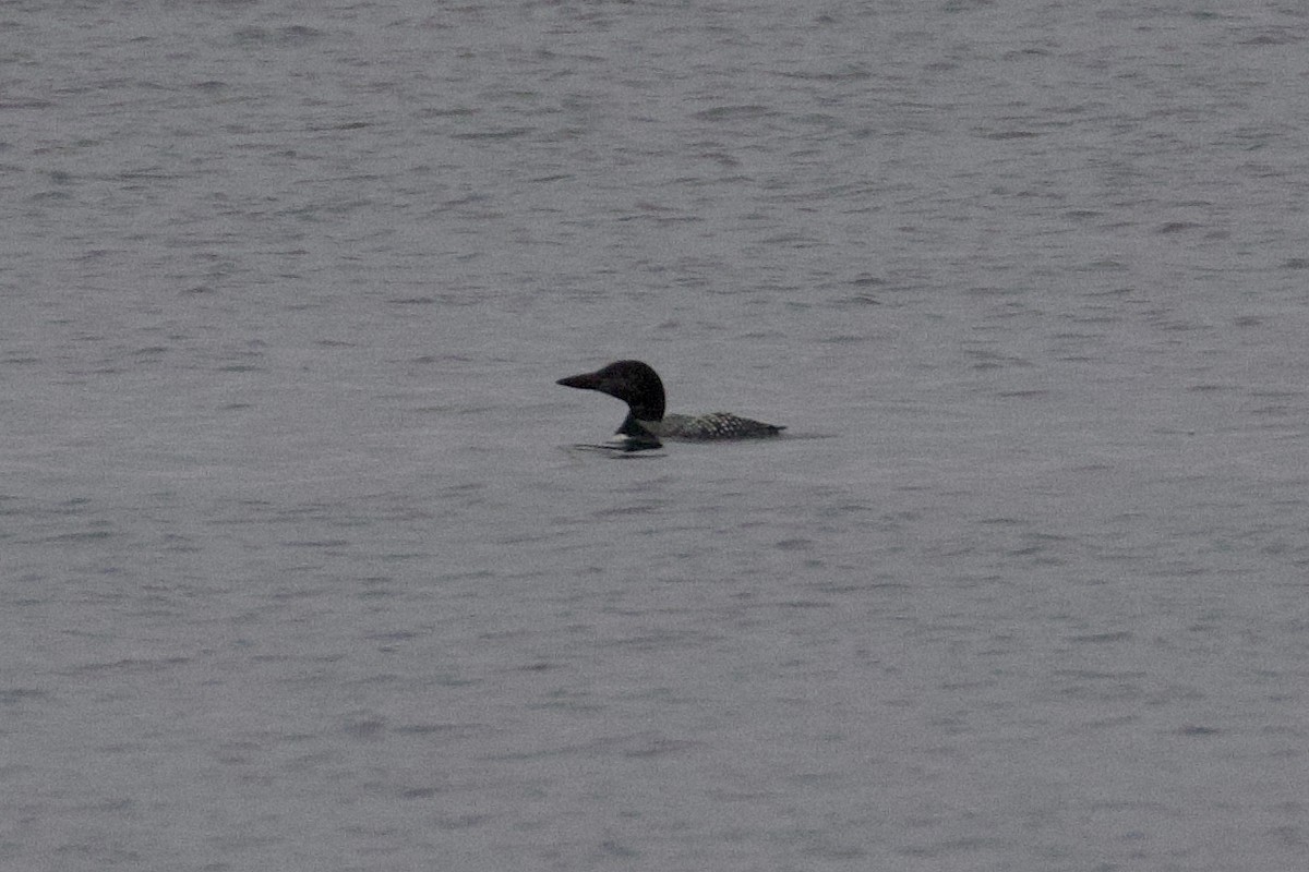 Common Loon - ML643714969