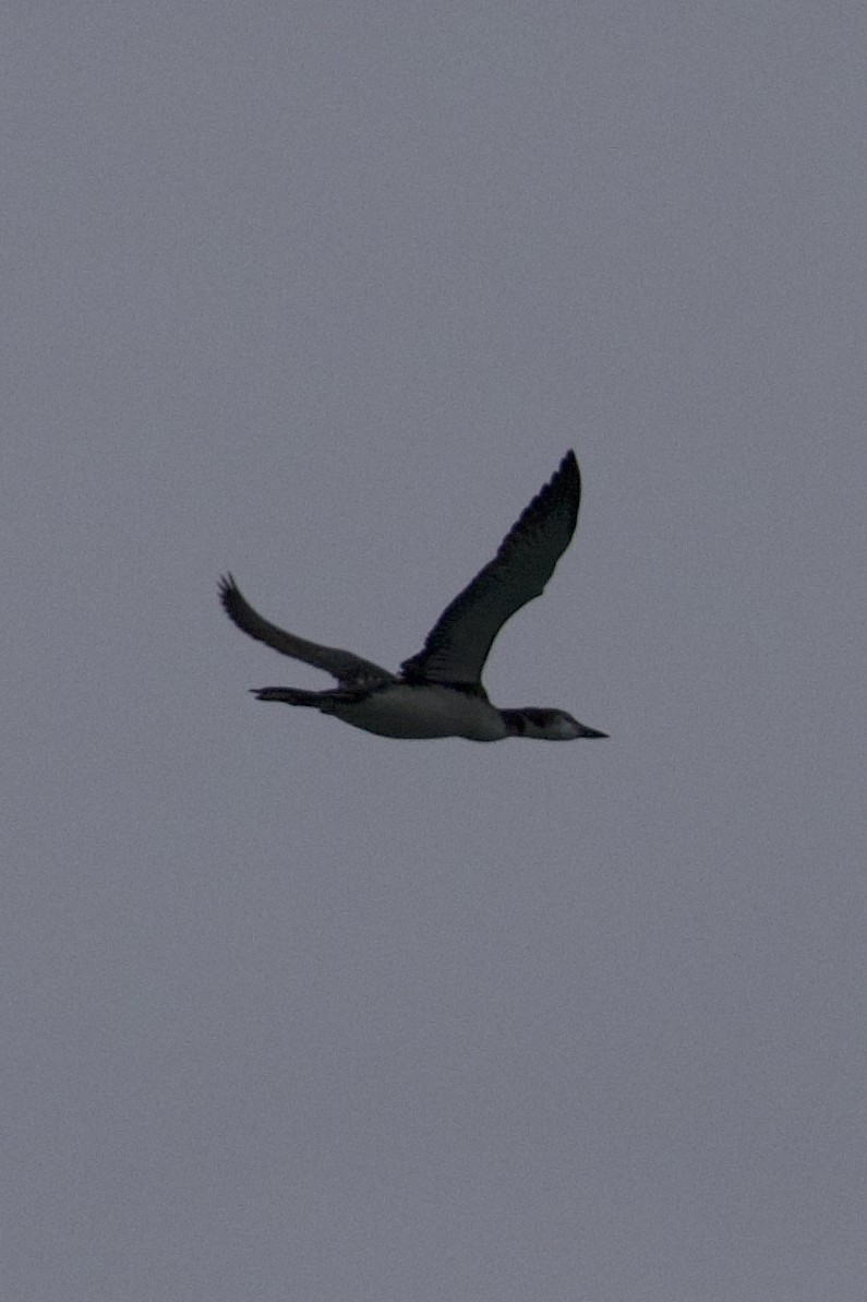 Common Loon - ML643714970