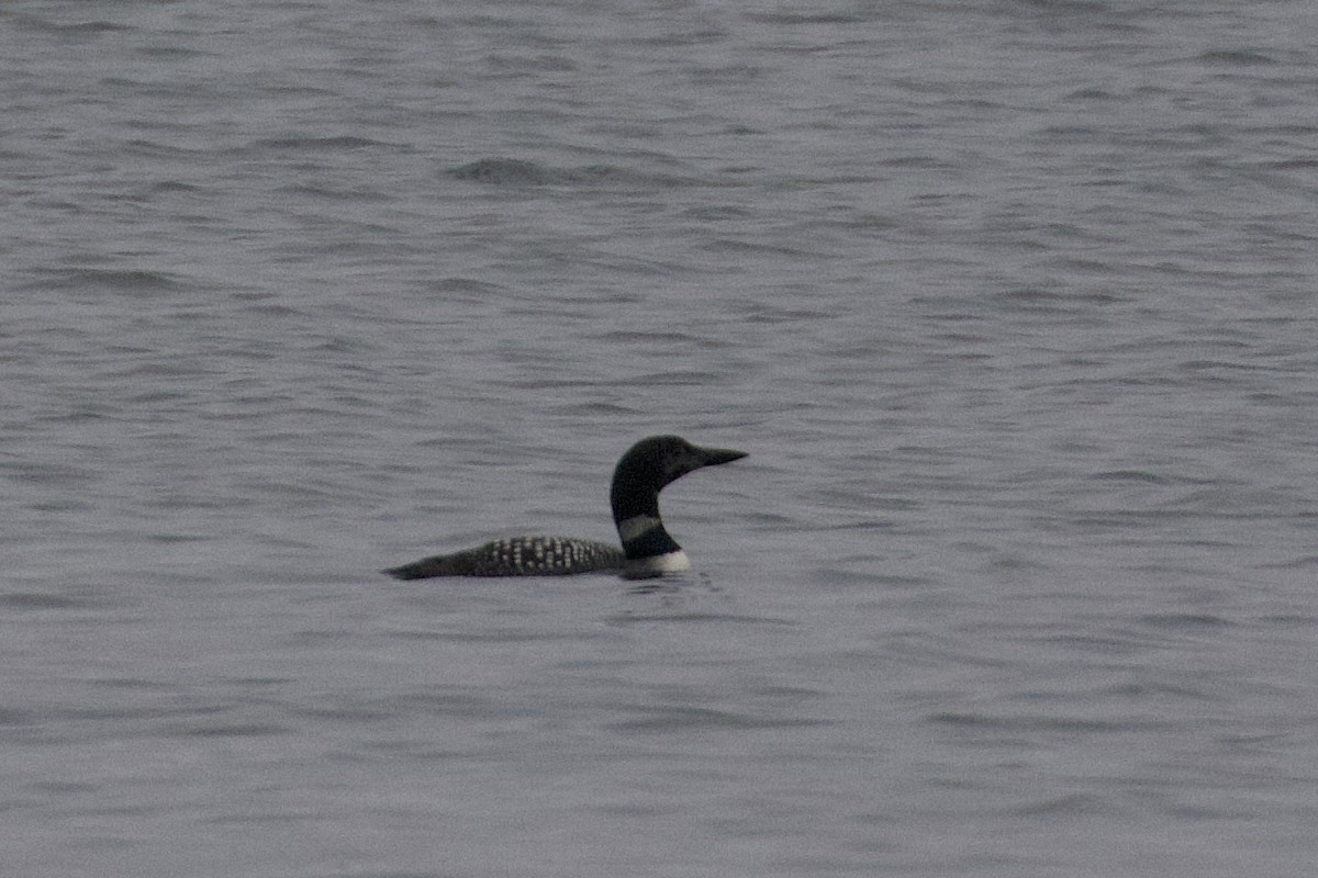 Common Loon - ML643714971