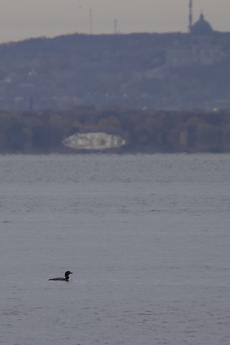 Common Loon - ML643714972