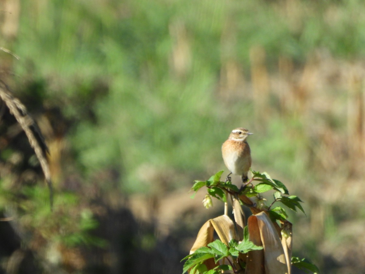 Whinchat - ML643714978