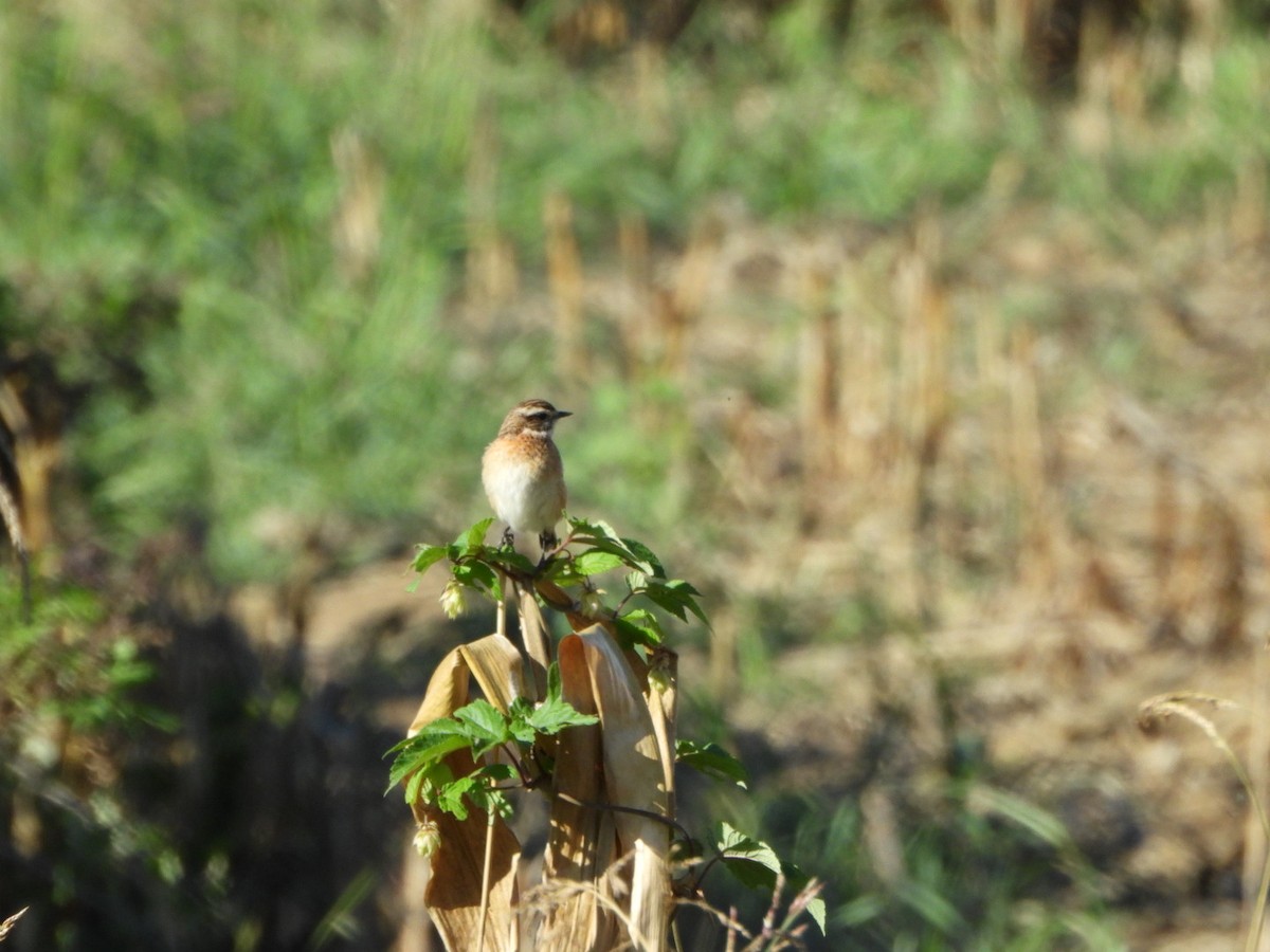 Whinchat - ML643714979