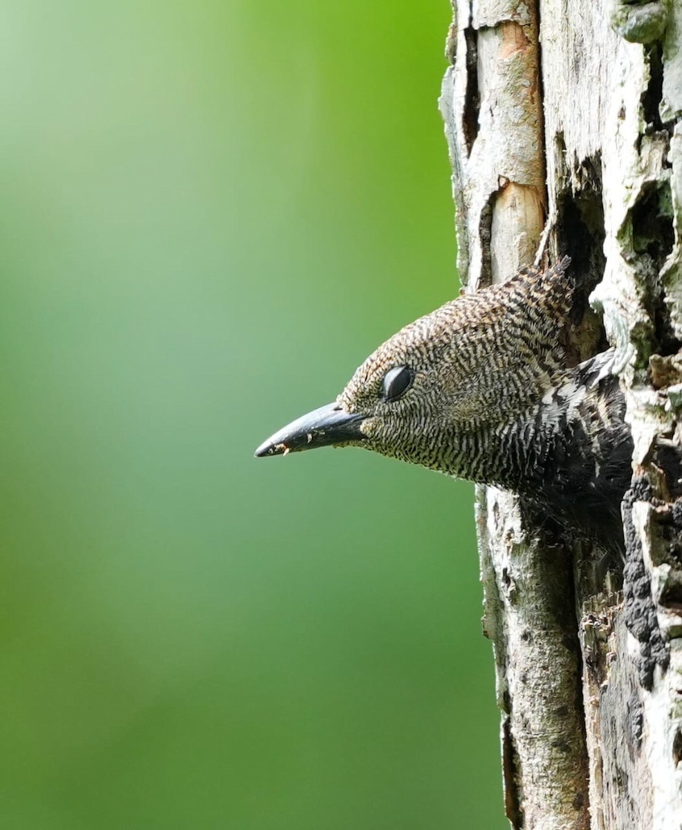 Zebra Woodpecker - ML643714981