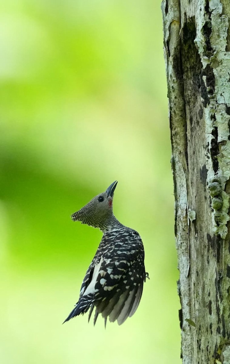 Zebra Woodpecker - ML643714983