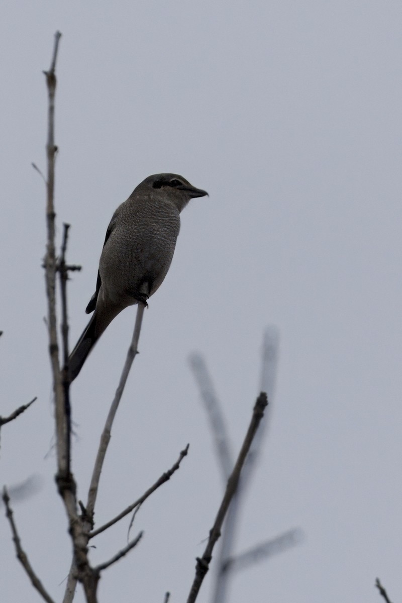 Boreal Örümcekkuşu - ML643714999
