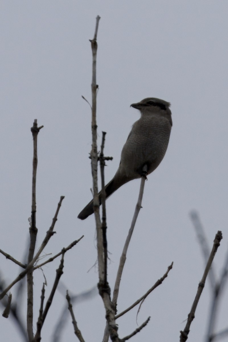 Boreal Örümcekkuşu - ML643715000