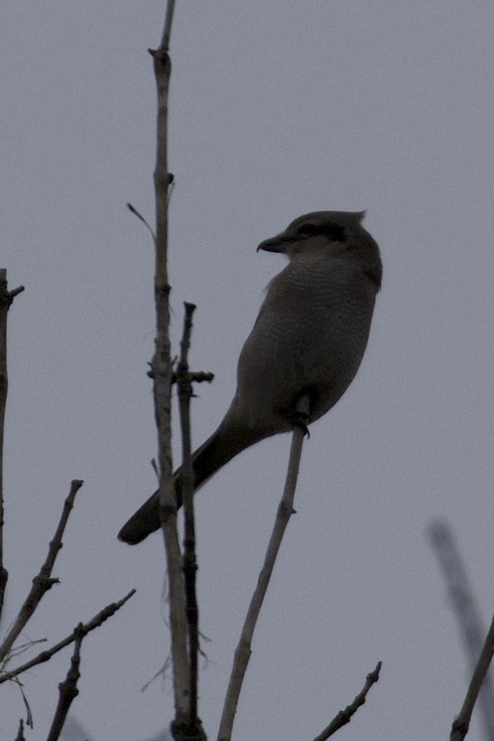 Boreal Örümcekkuşu - ML643715001