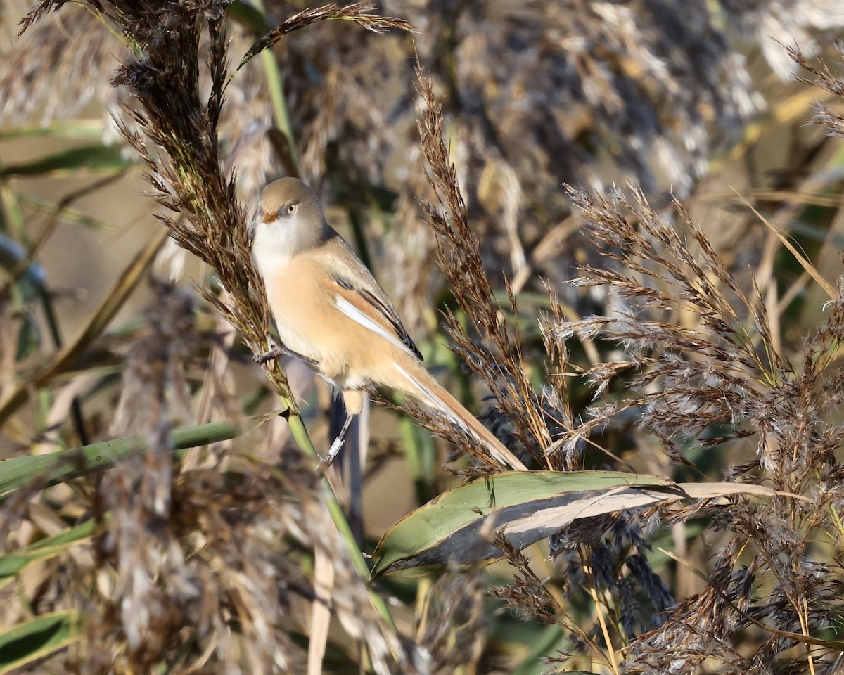 Bearded Reedling - ML643715005