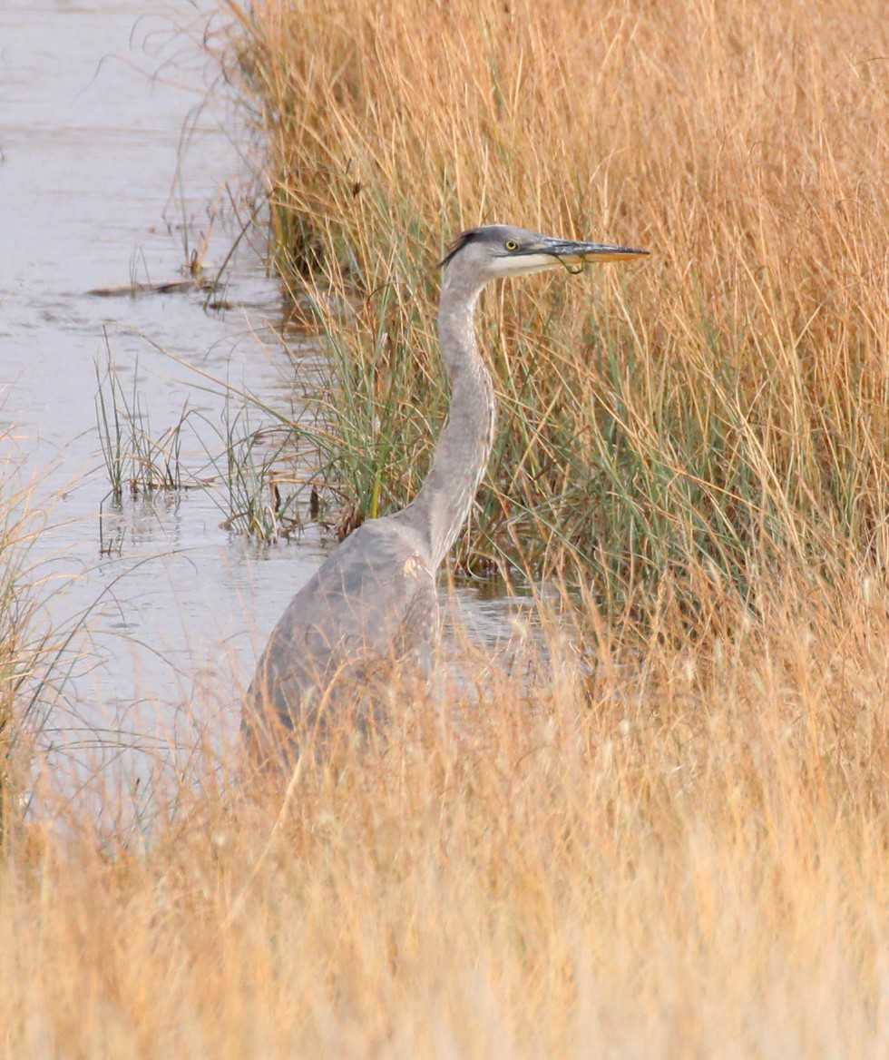 Great Blue Heron - ML643715014