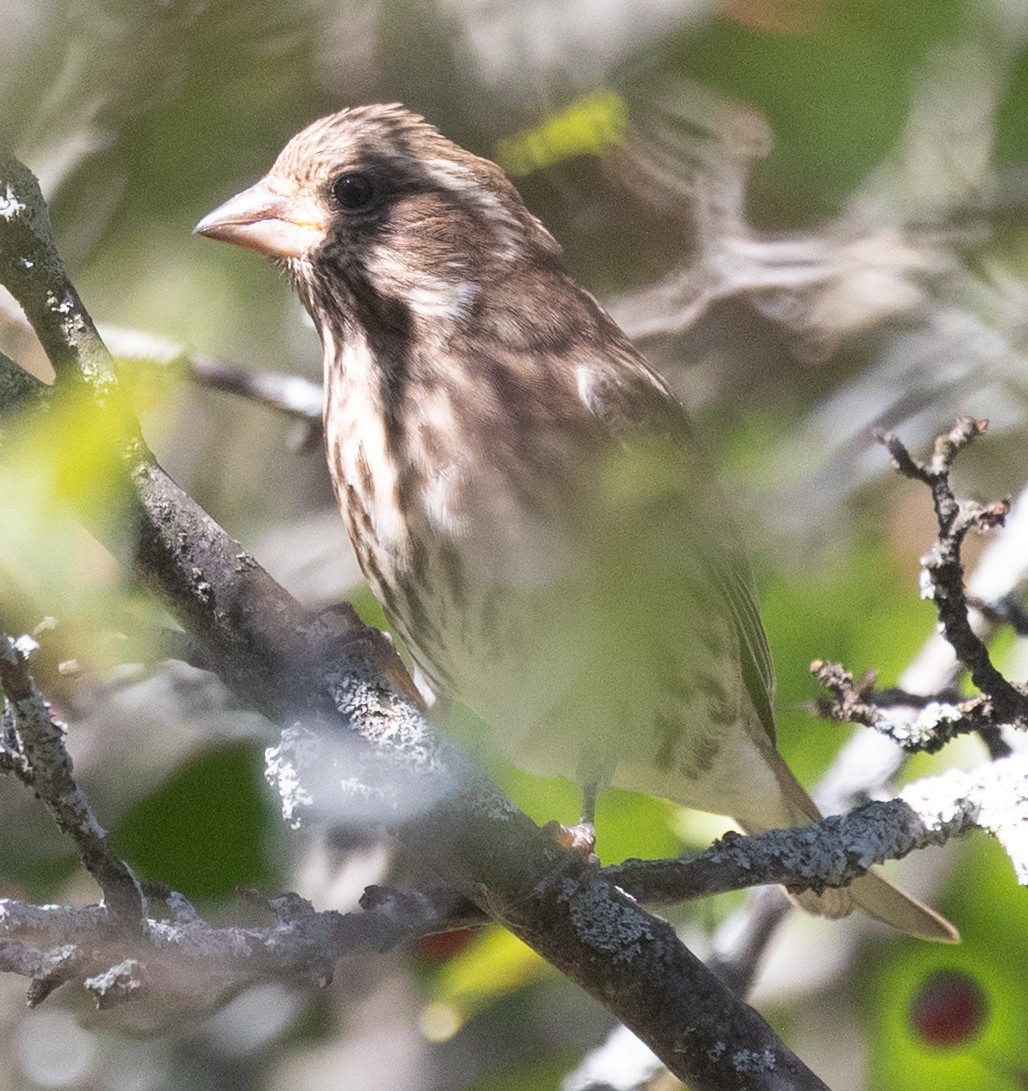 Purple Finch (Eastern) - ML643715017