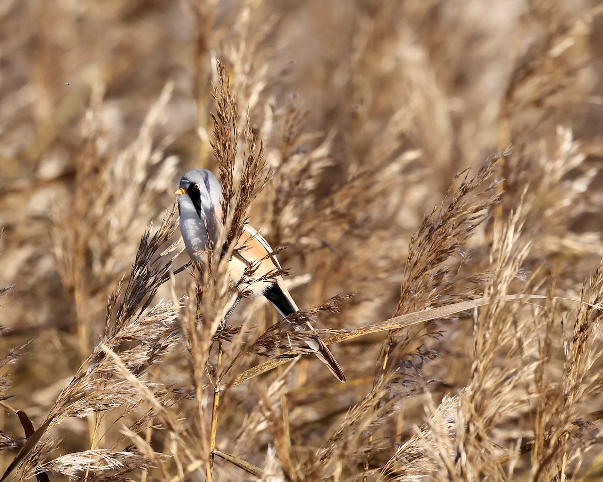 Bearded Reedling - ML643715019