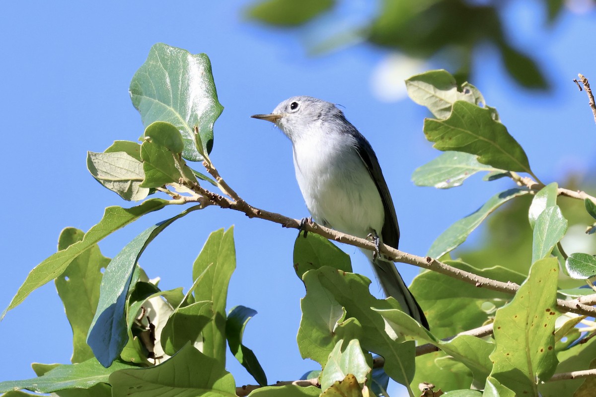 Blue-gray Gnatcatcher - ML643715027