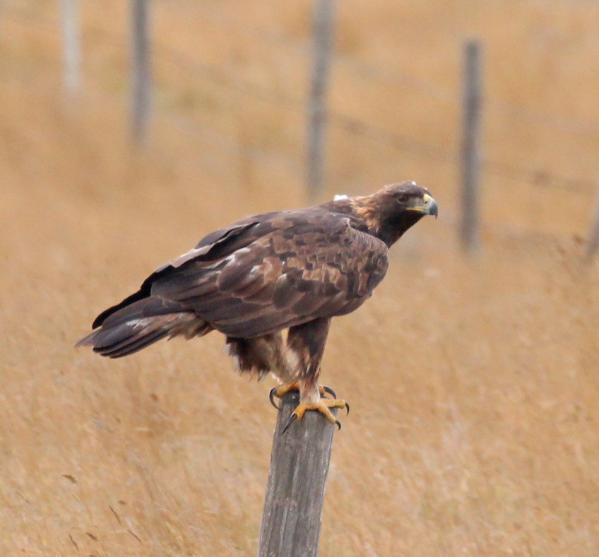 Golden Eagle - ML643715033