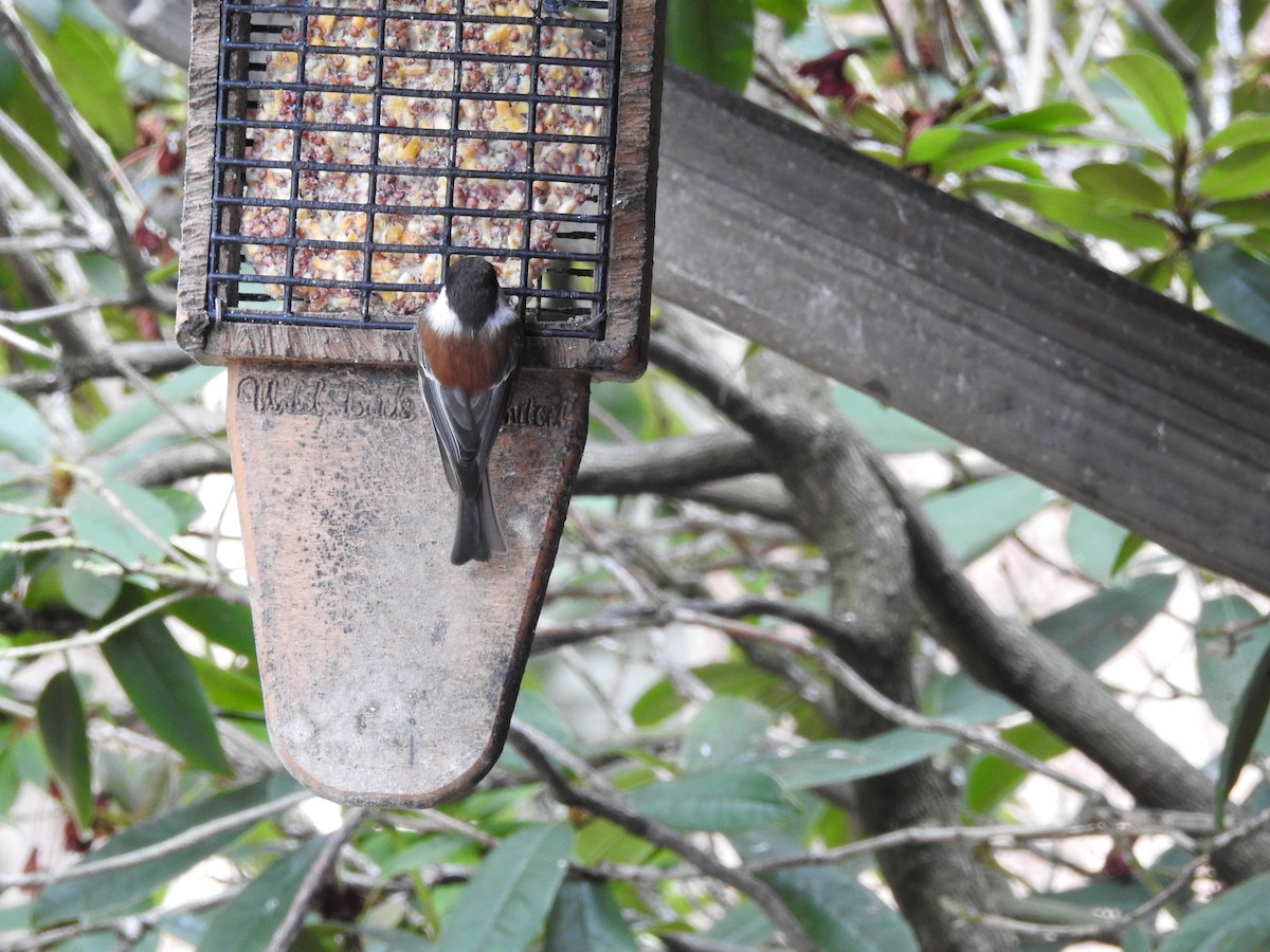 Chestnut-backed Chickadee - ML643715035