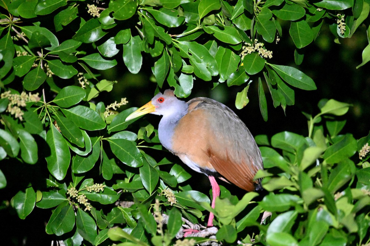 Russet-naped Wood-Rail - ML643715039