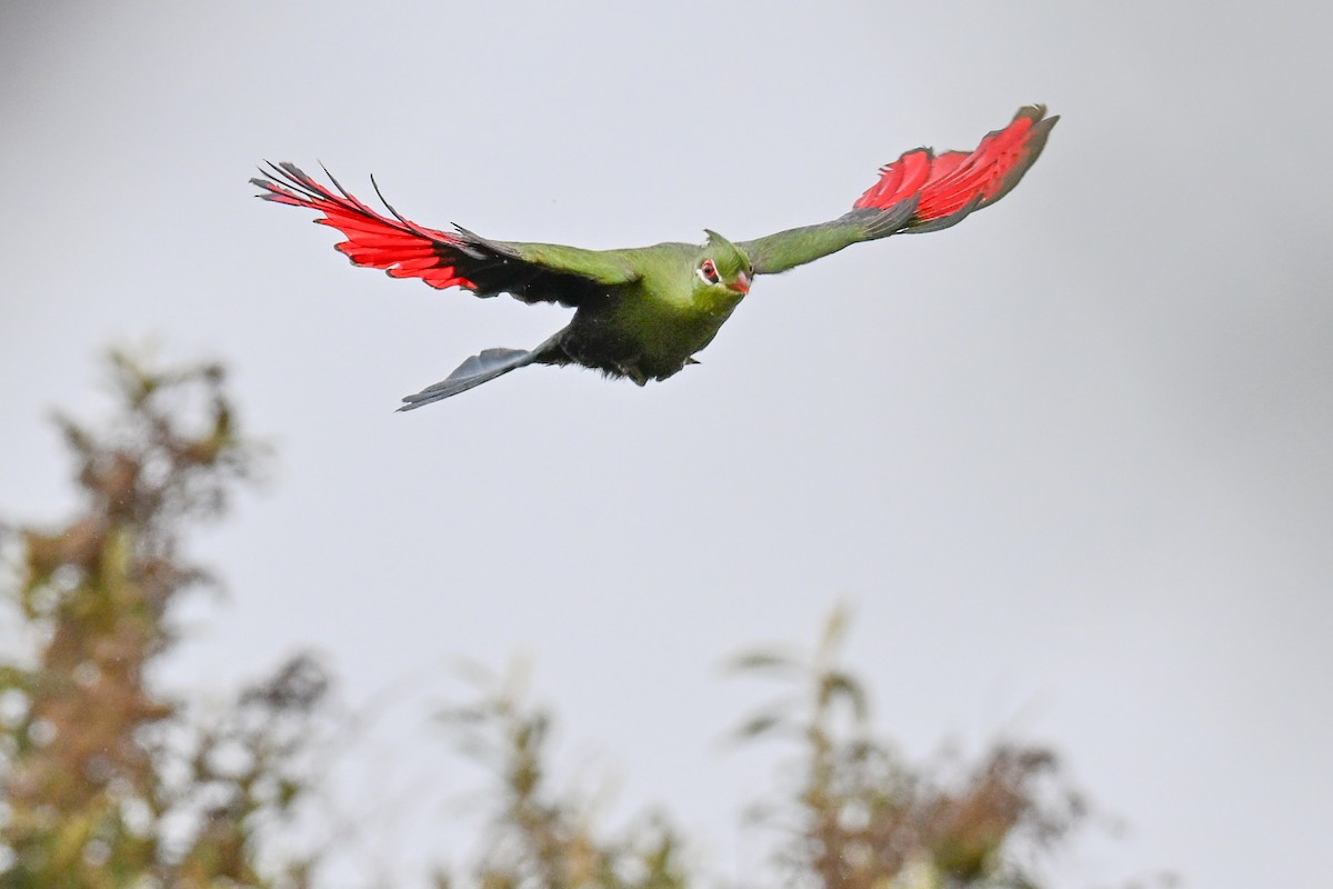 natalturako - ML643715041