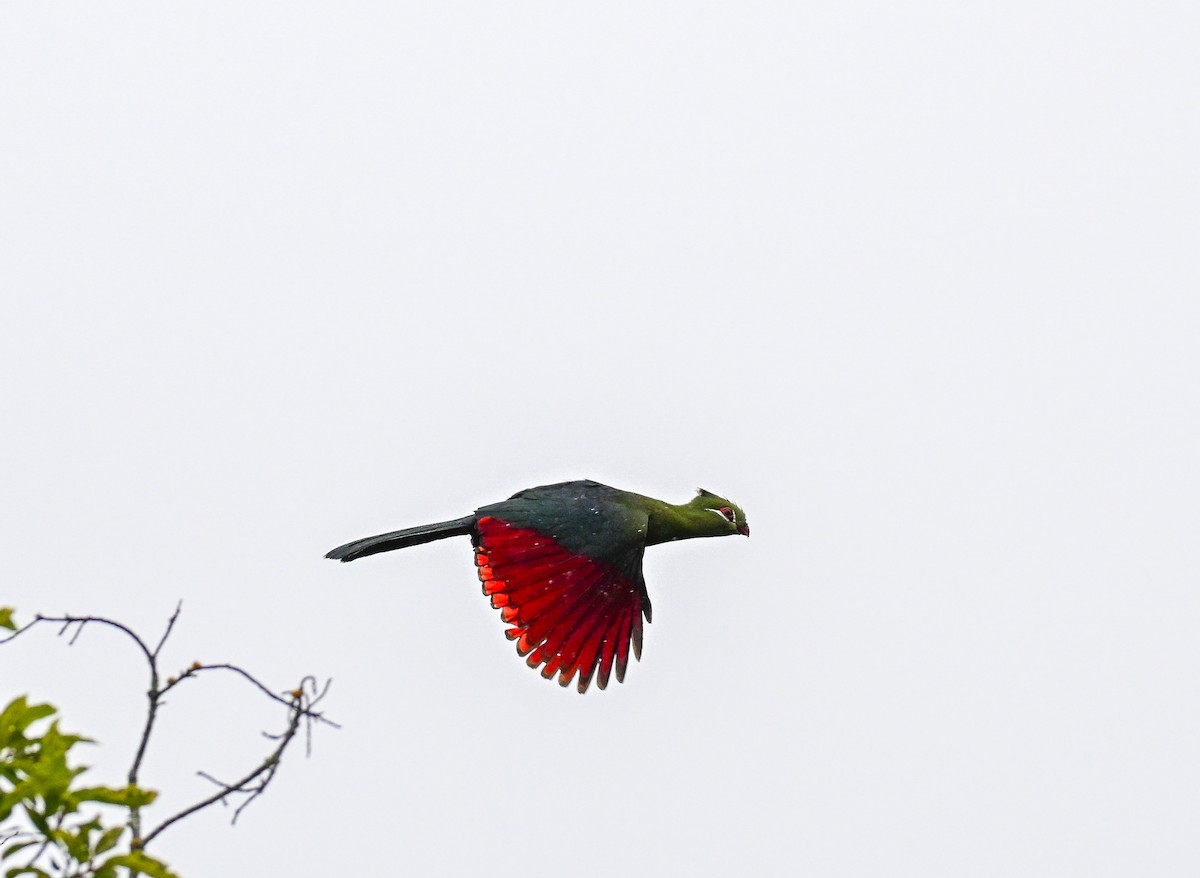 natalturako - ML643715042