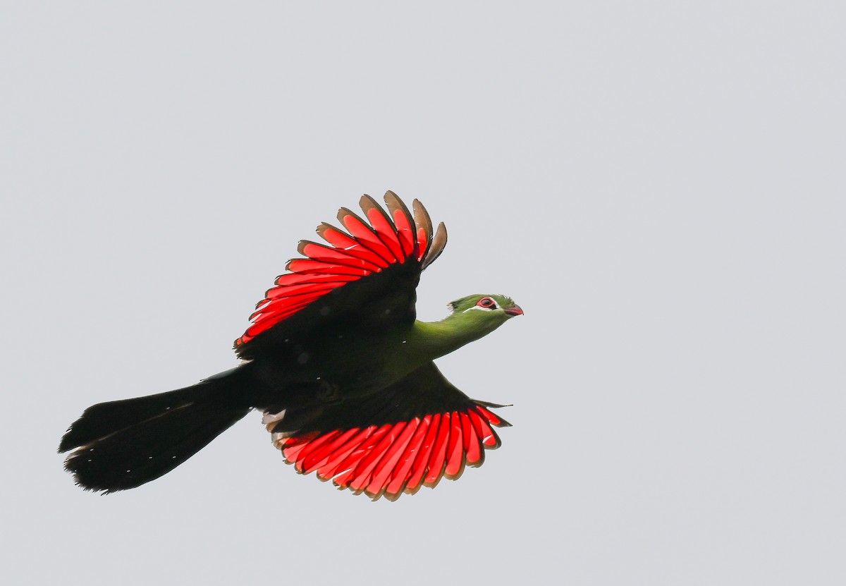 natalturako - ML643715043