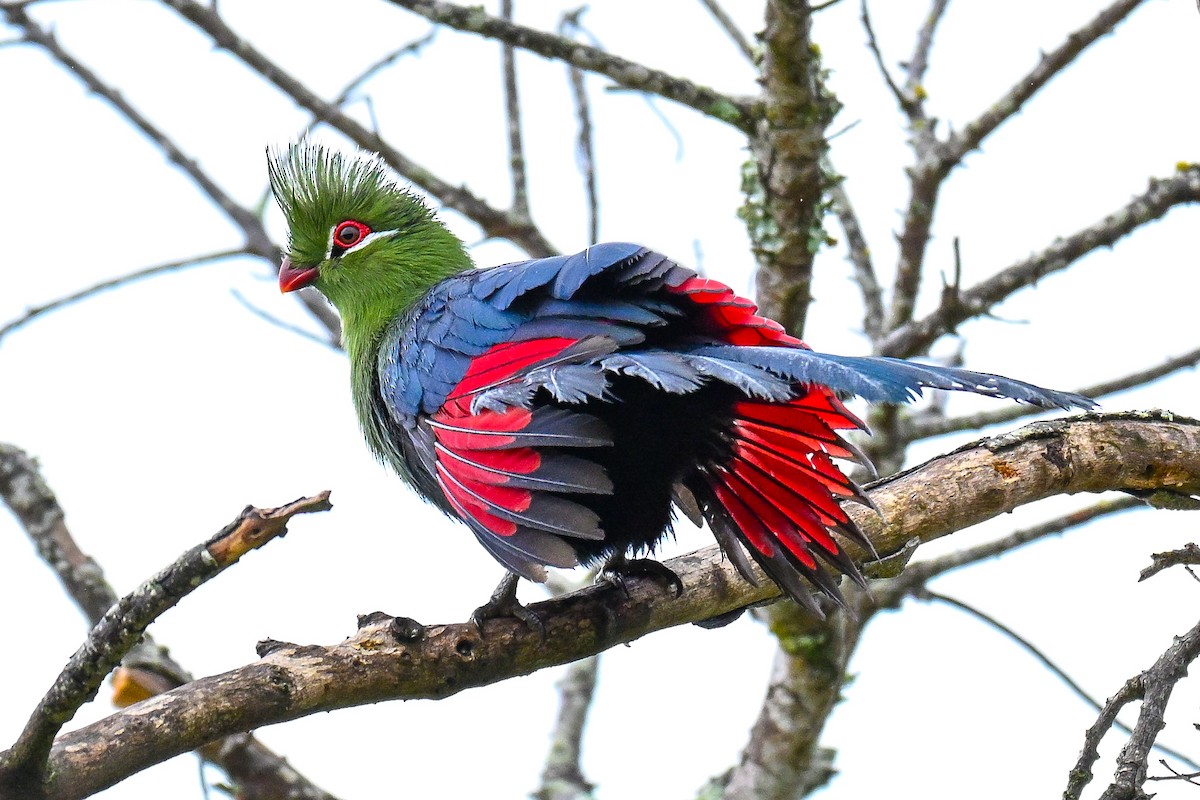 natalturako - ML643715044