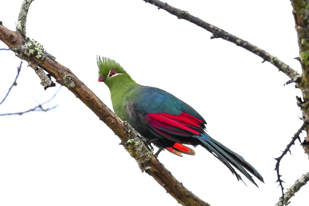 natalturako - ML643715045