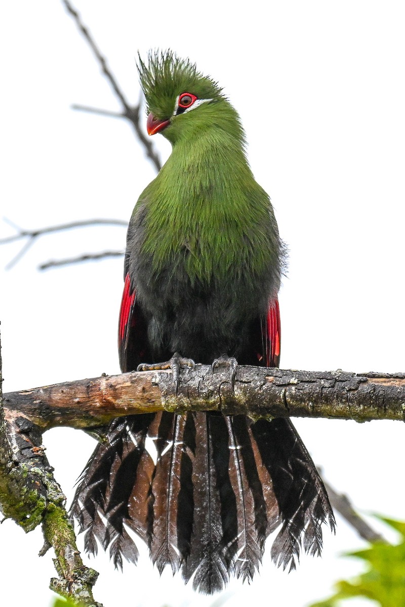 natalturako - ML643715046