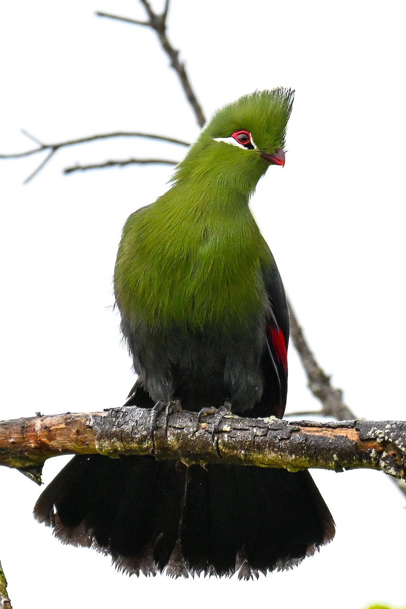 natalturako - ML643715047