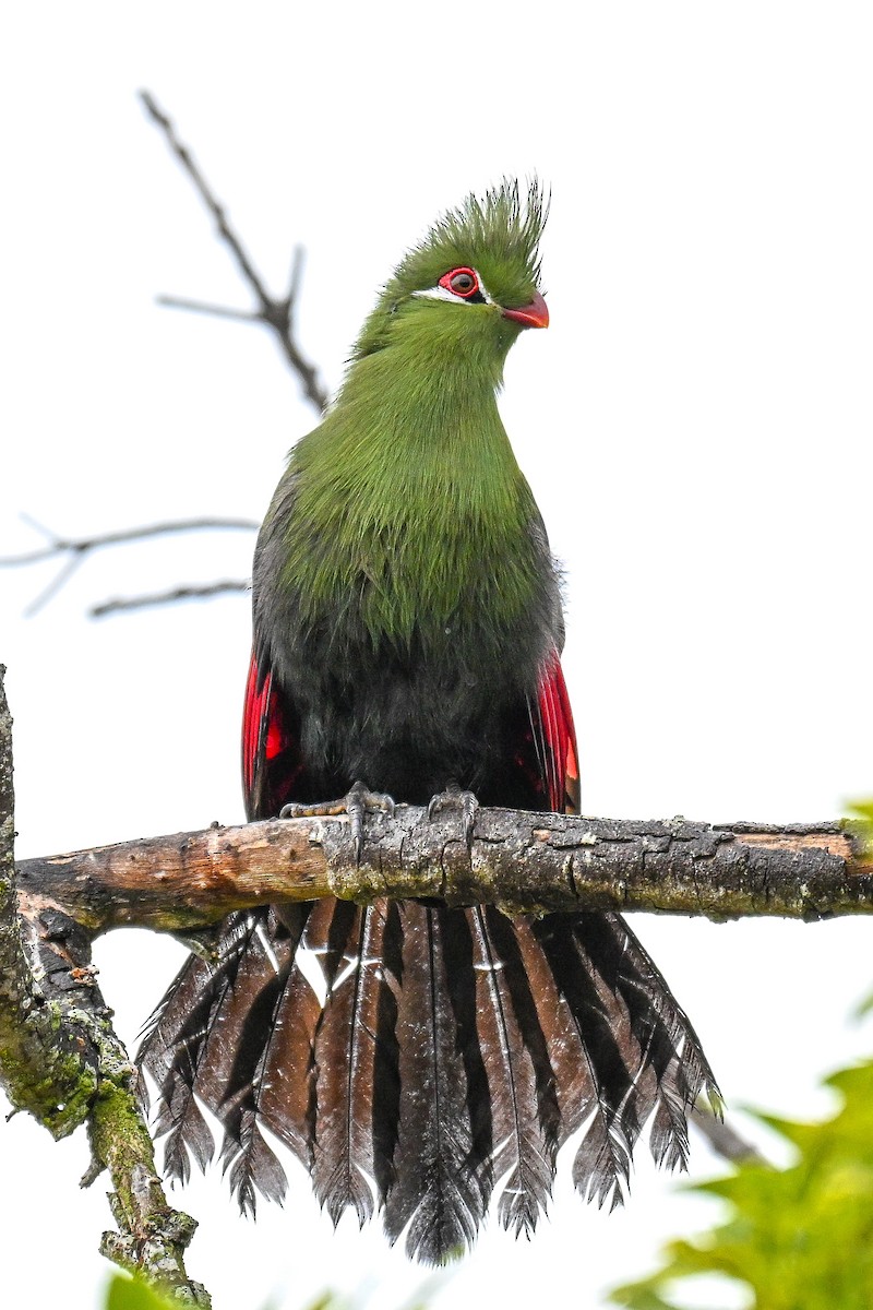 natalturako - ML643715048