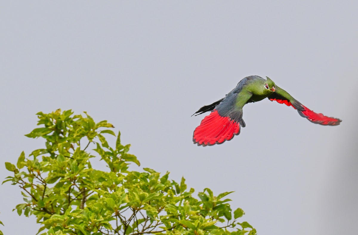 natalturako - ML643715049