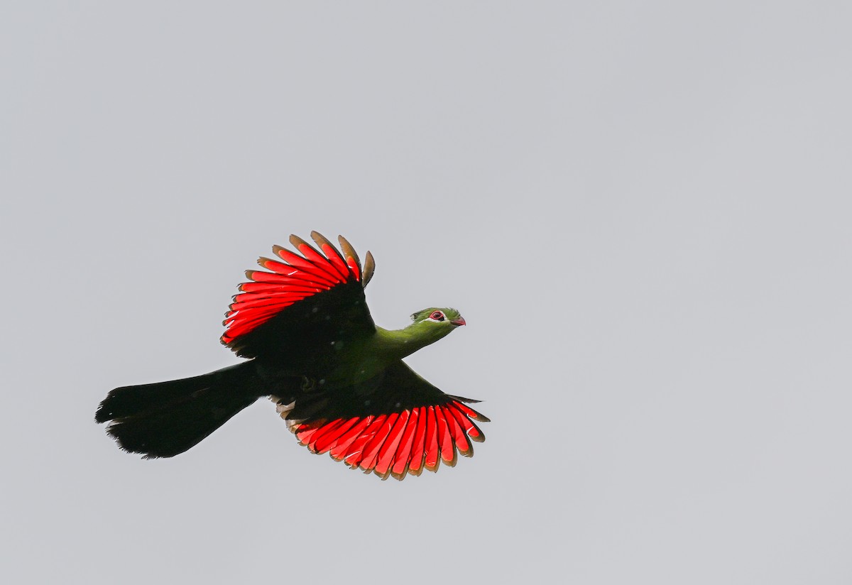 natalturako - ML643715050