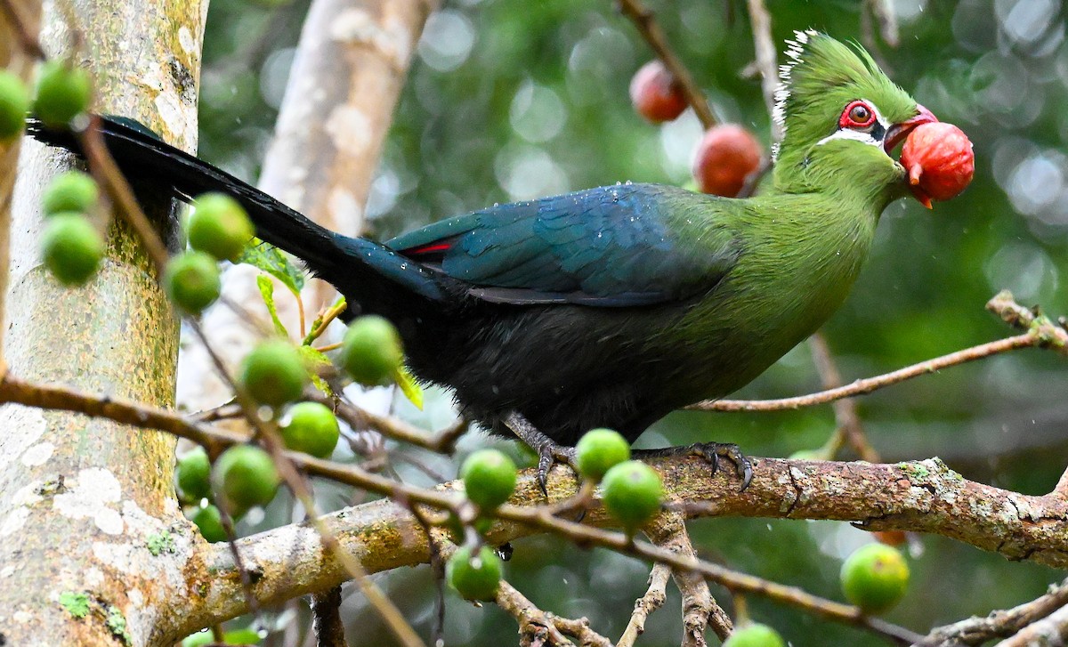 natalturako - ML643715051