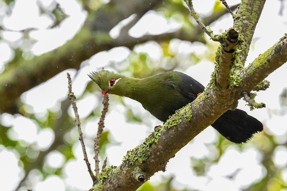 natalturako - ML643715052