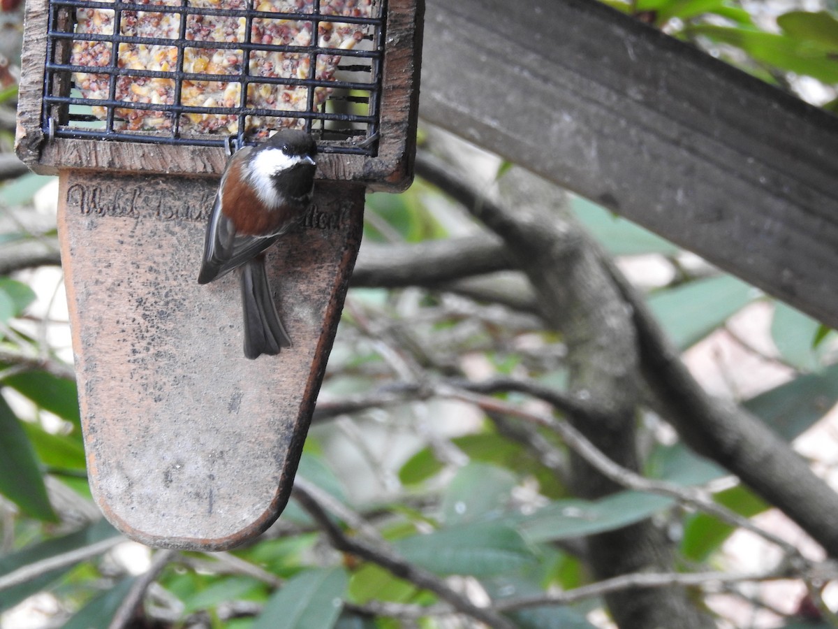 Chestnut-backed Chickadee - ML643715055