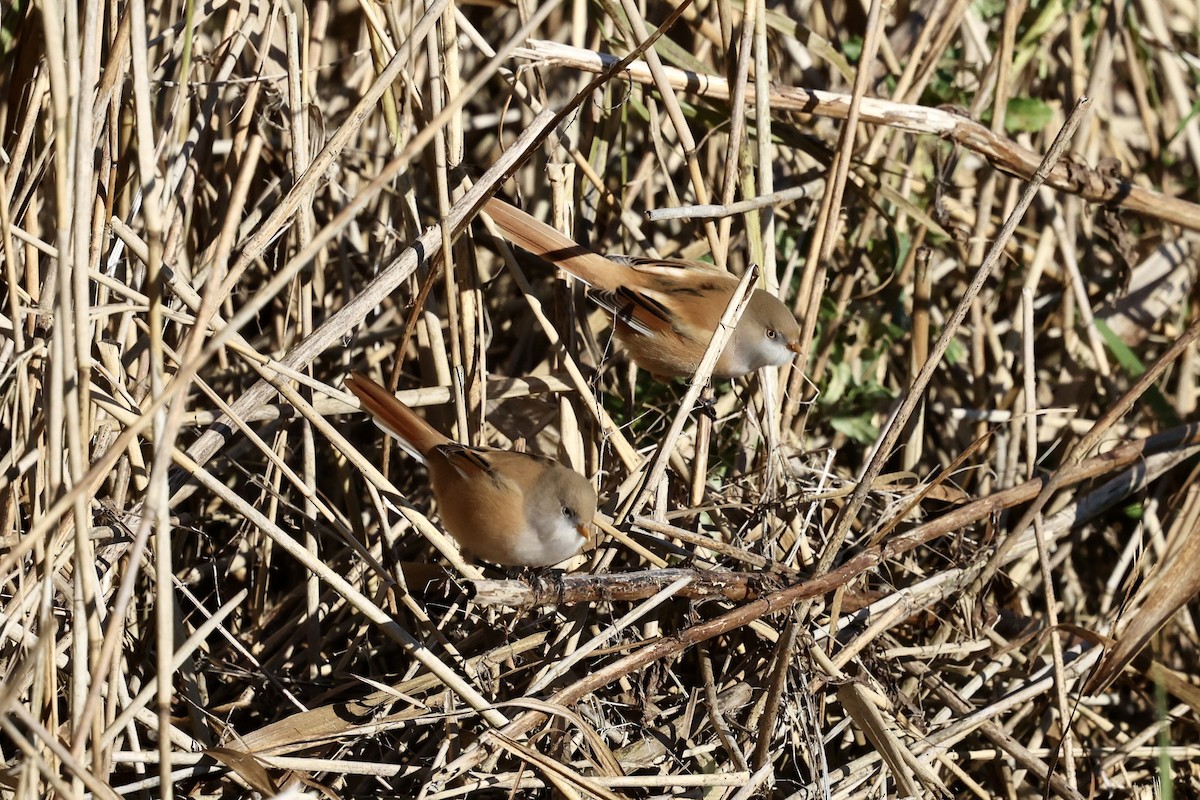 Bearded Reedling - ML643715060