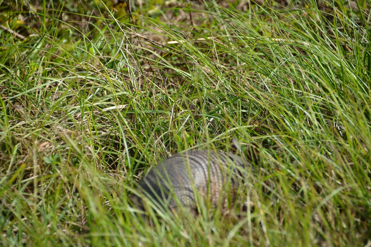 Nine-banded Armadillo - ML643715068