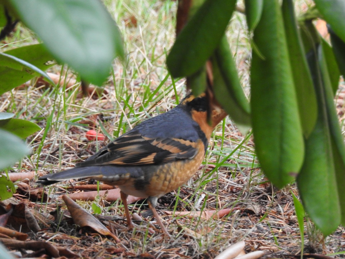 Varied Thrush - ML643715069
