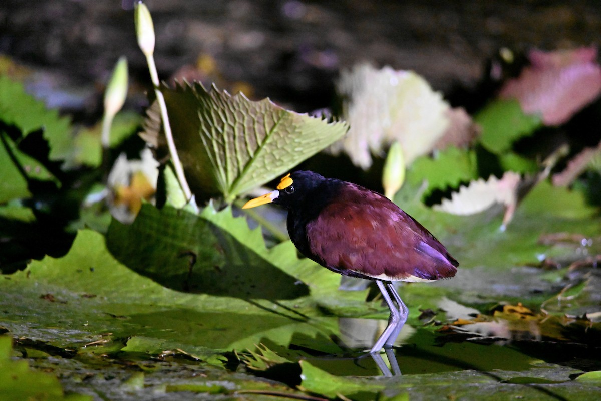 Northern Jacana - ML643715072