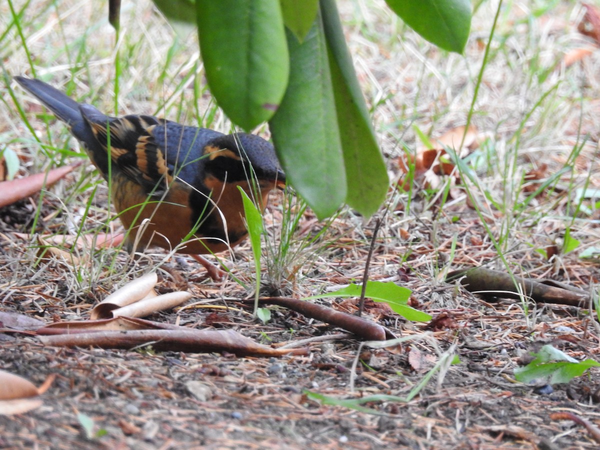 Varied Thrush - ML643715074