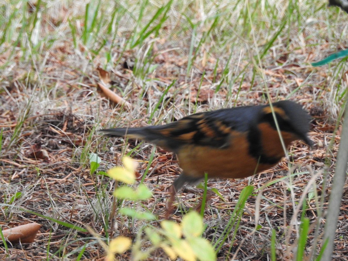 Varied Thrush - ML643715096