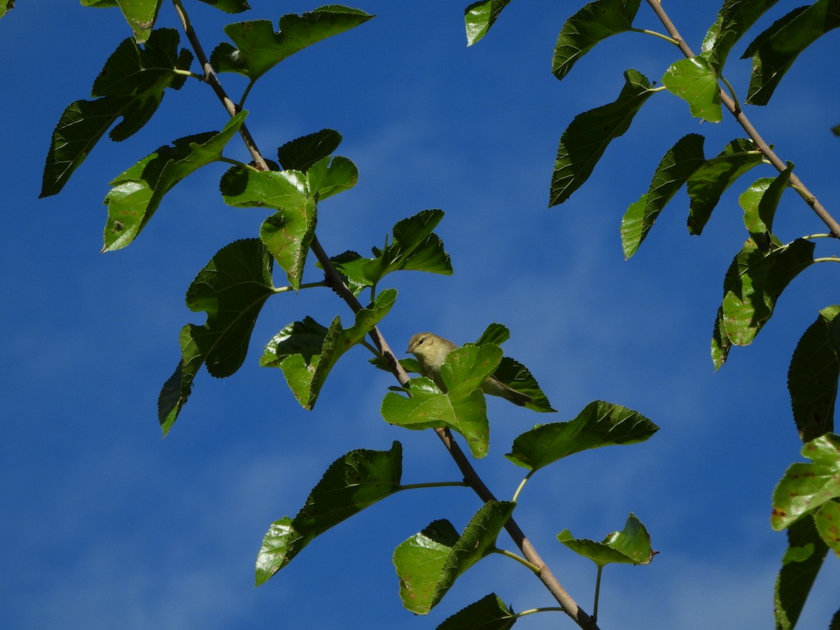 Willow Warbler - ML643715098