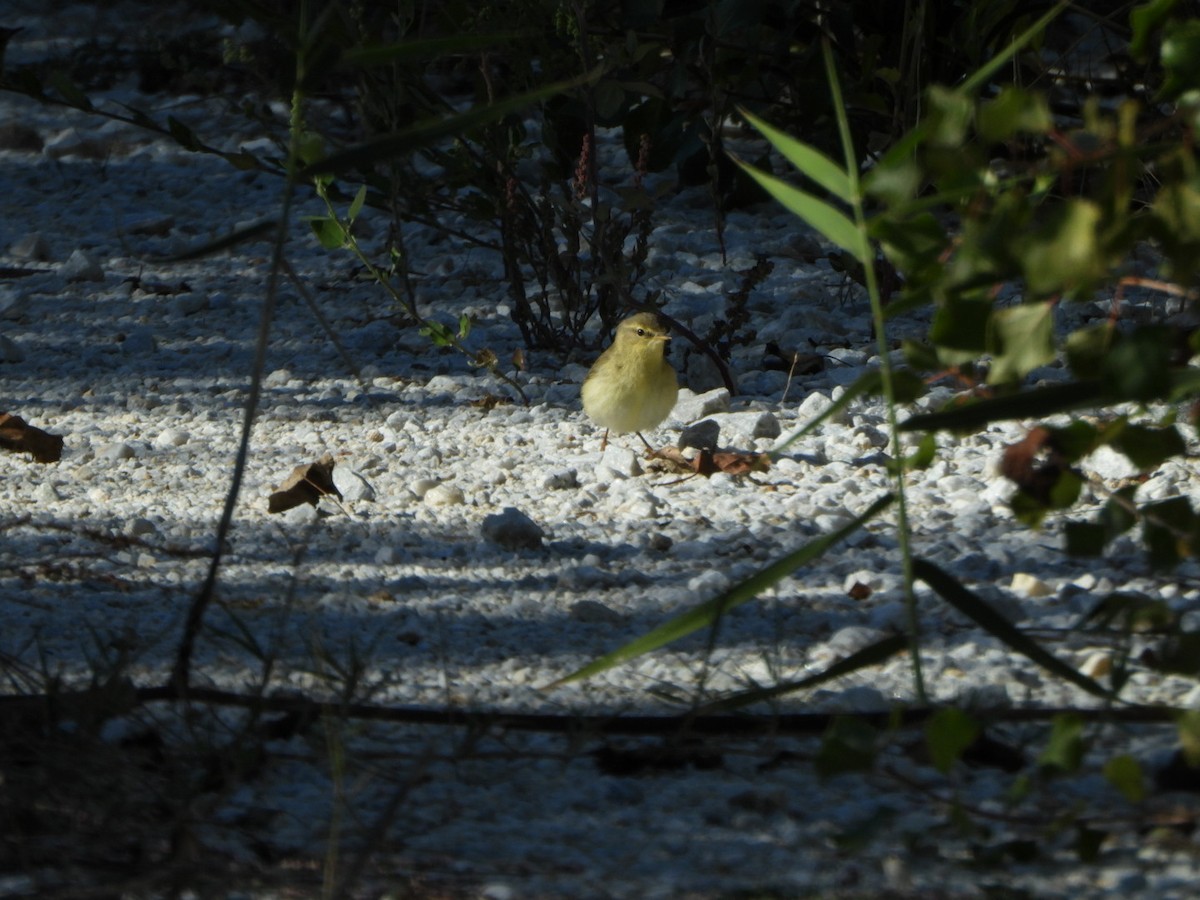 Willow Warbler - ML643715099