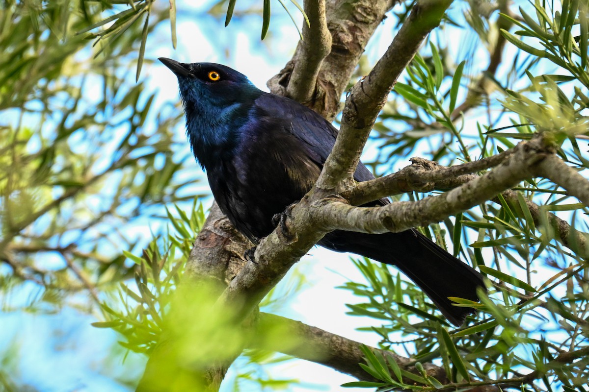 Black-bellied Starling - ML643715103