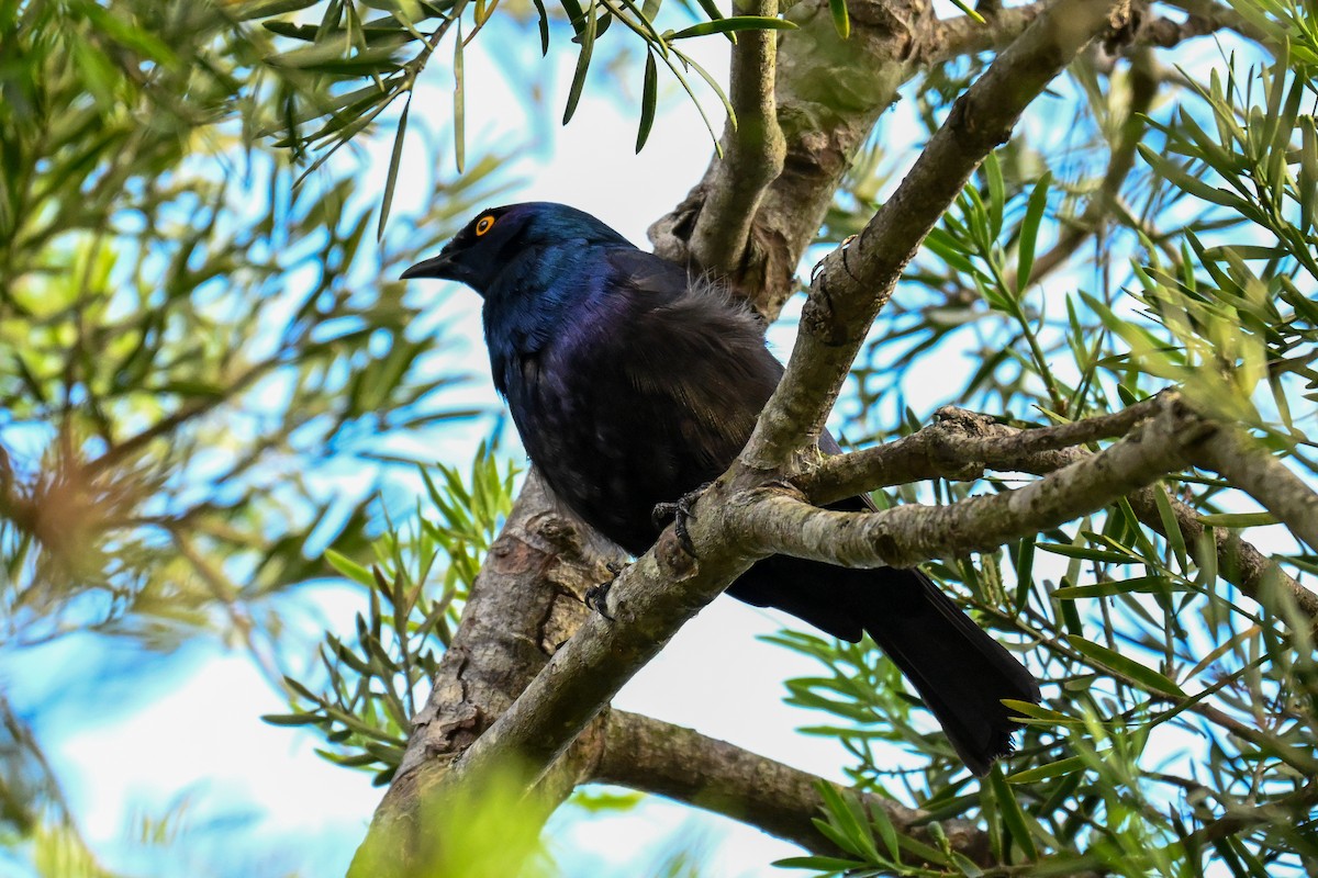Black-bellied Starling - ML643715104