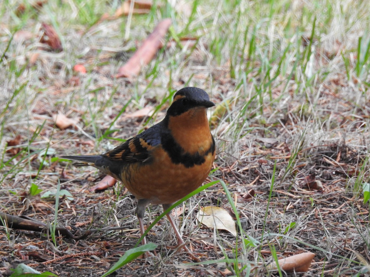 Varied Thrush - ML643715109