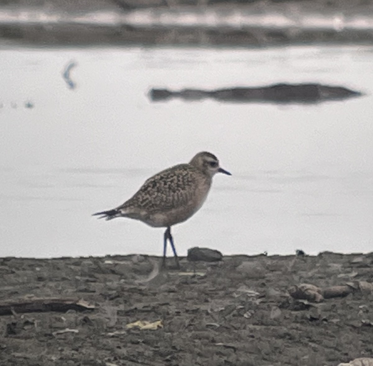 American Golden-Plover - ML643715115