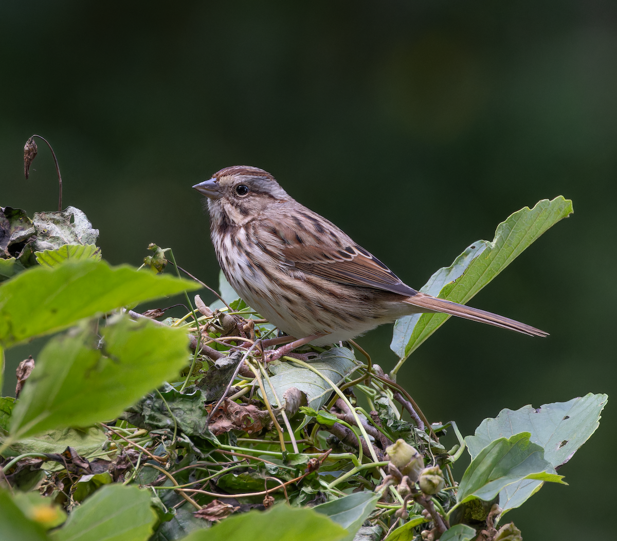 Song Sparrow - ML643715118