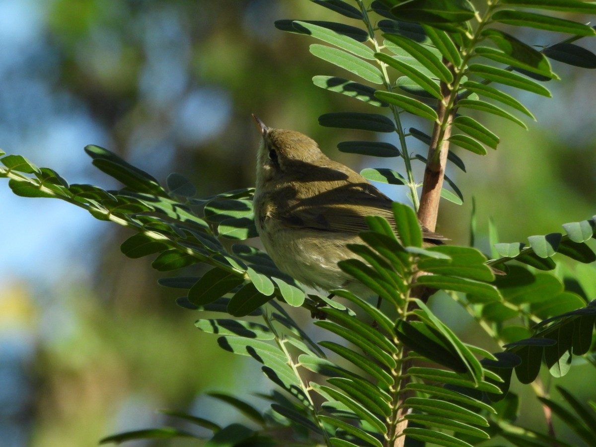 Common Chiffchaff - ML643715119