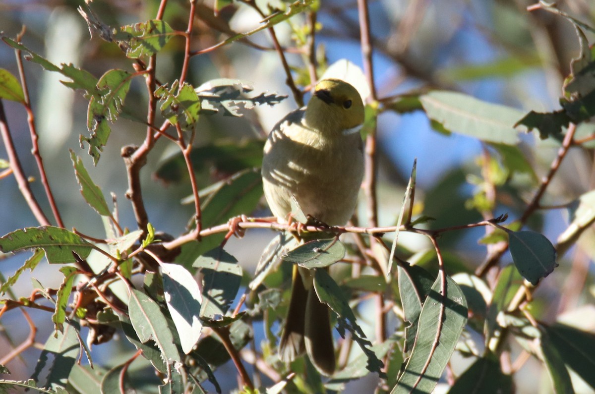 White-plumed Honeyeater - ML643715121