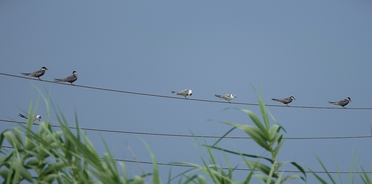Whiskered Tern - ML643715124