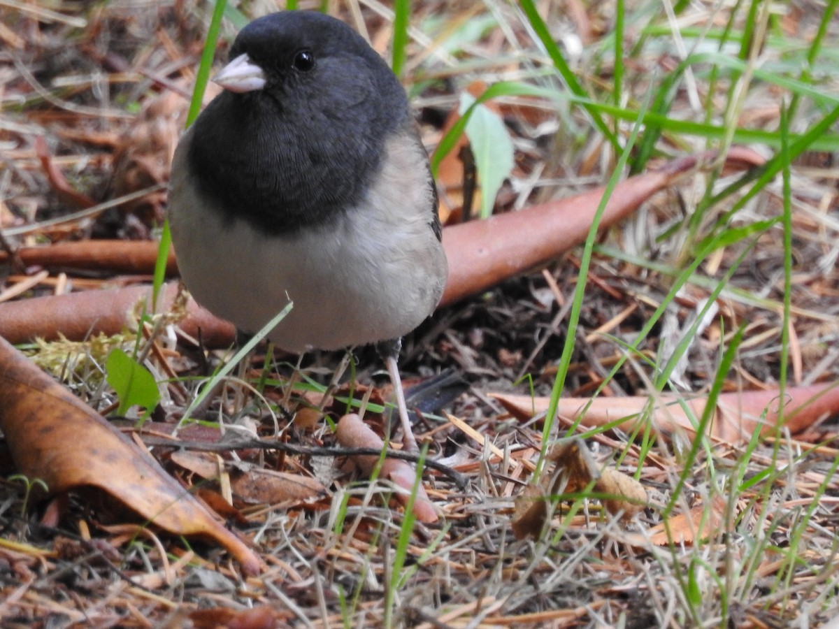 Dark-eyed Junco - ML643715129