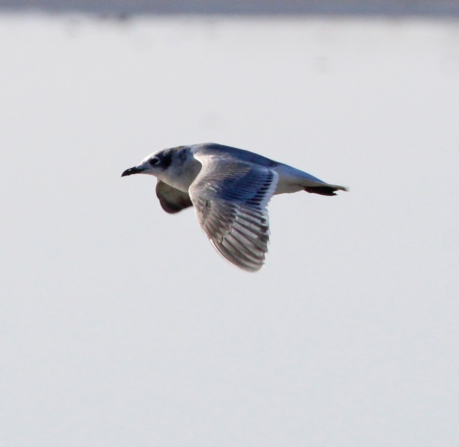 Franklin's Gull - ML643715130
